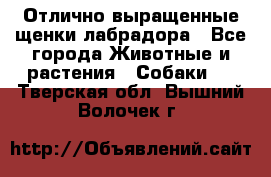 Отлично выращенные щенки лабрадора - Все города Животные и растения » Собаки   . Тверская обл.,Вышний Волочек г.
